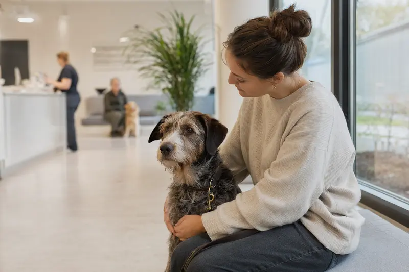 Ein Lacy Game Dog sitzt ruhig neben seinem Besitzer im hellen Wartezimmer einer modernen Tierarztpraxis.